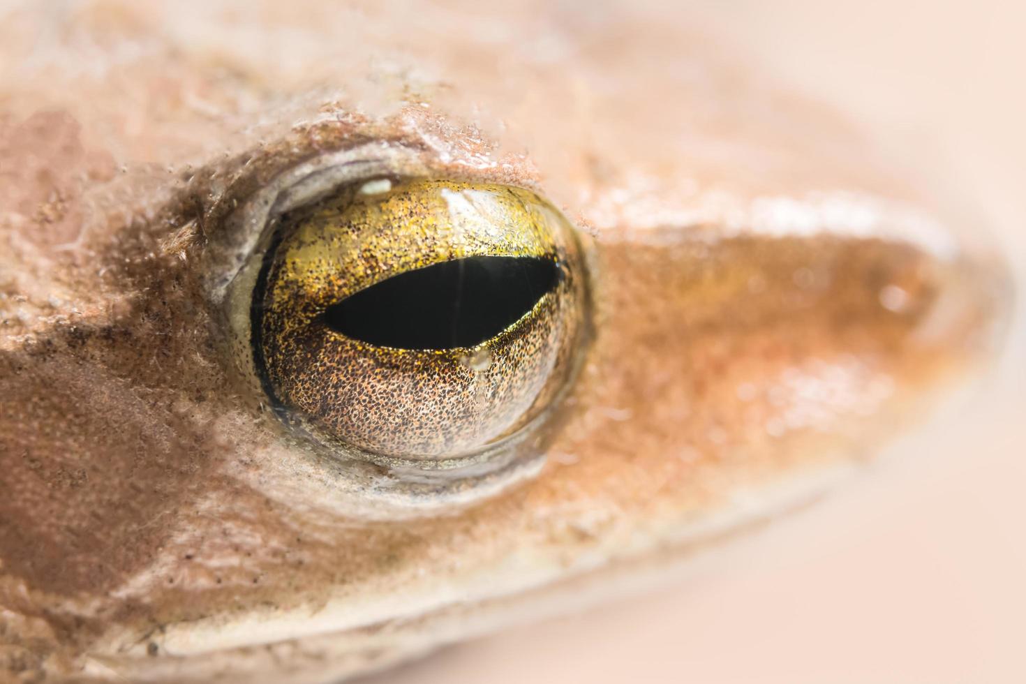 oeil de grenouille macro photo