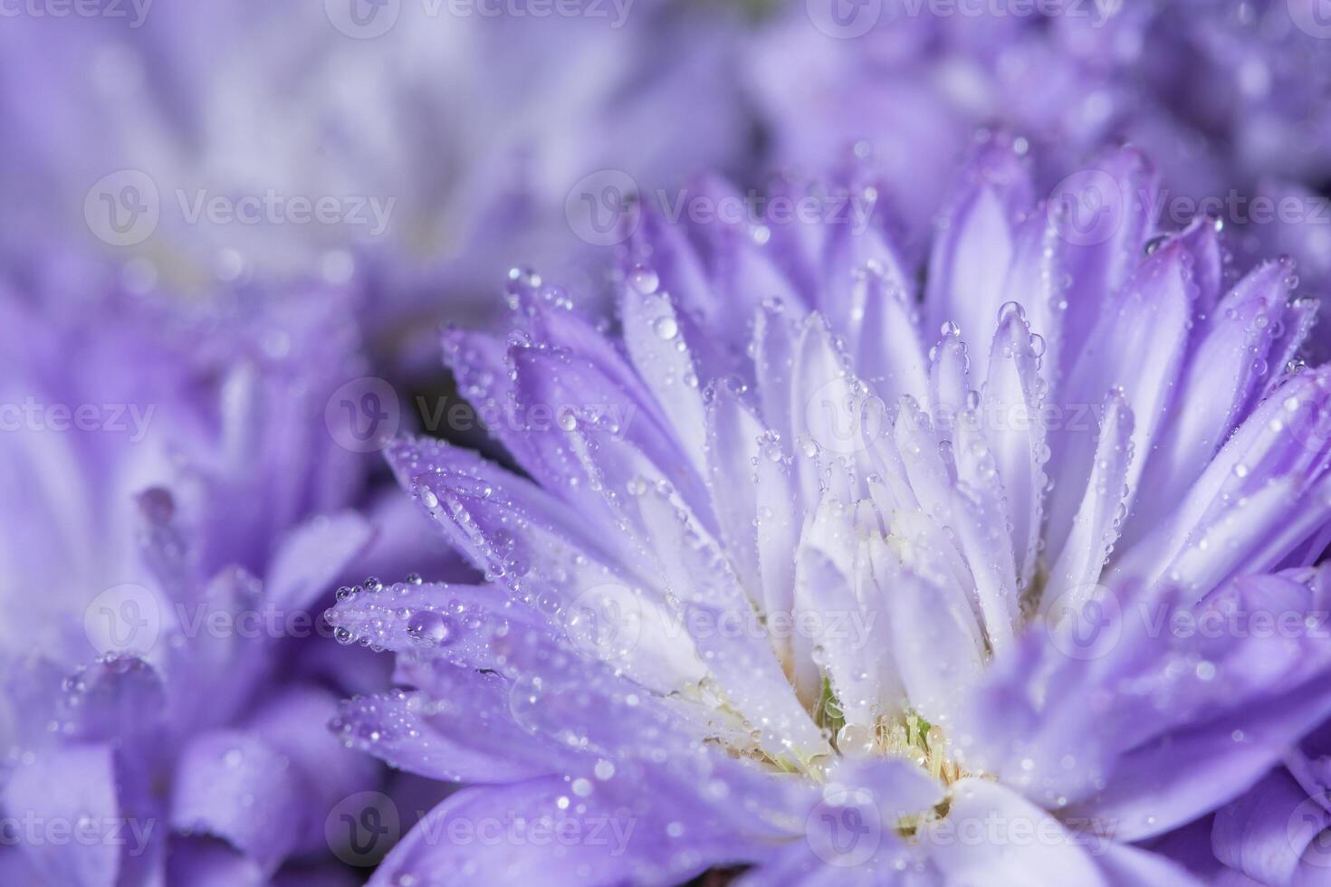 fleur pourpre avec des gouttes de rosée photo