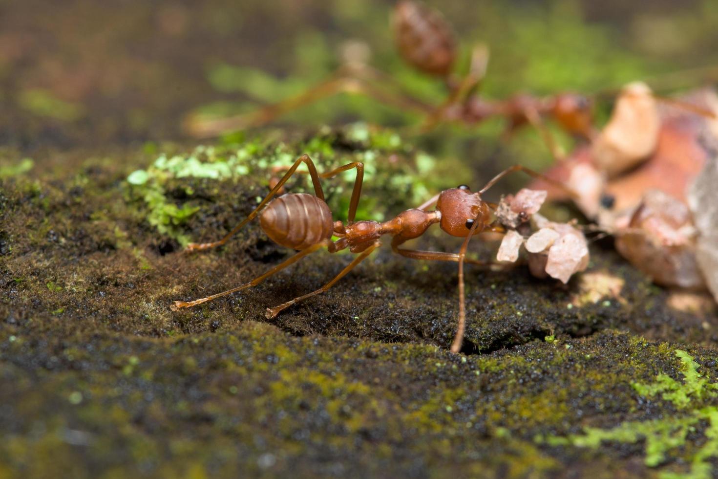 fourmis rouges dans la nature photo