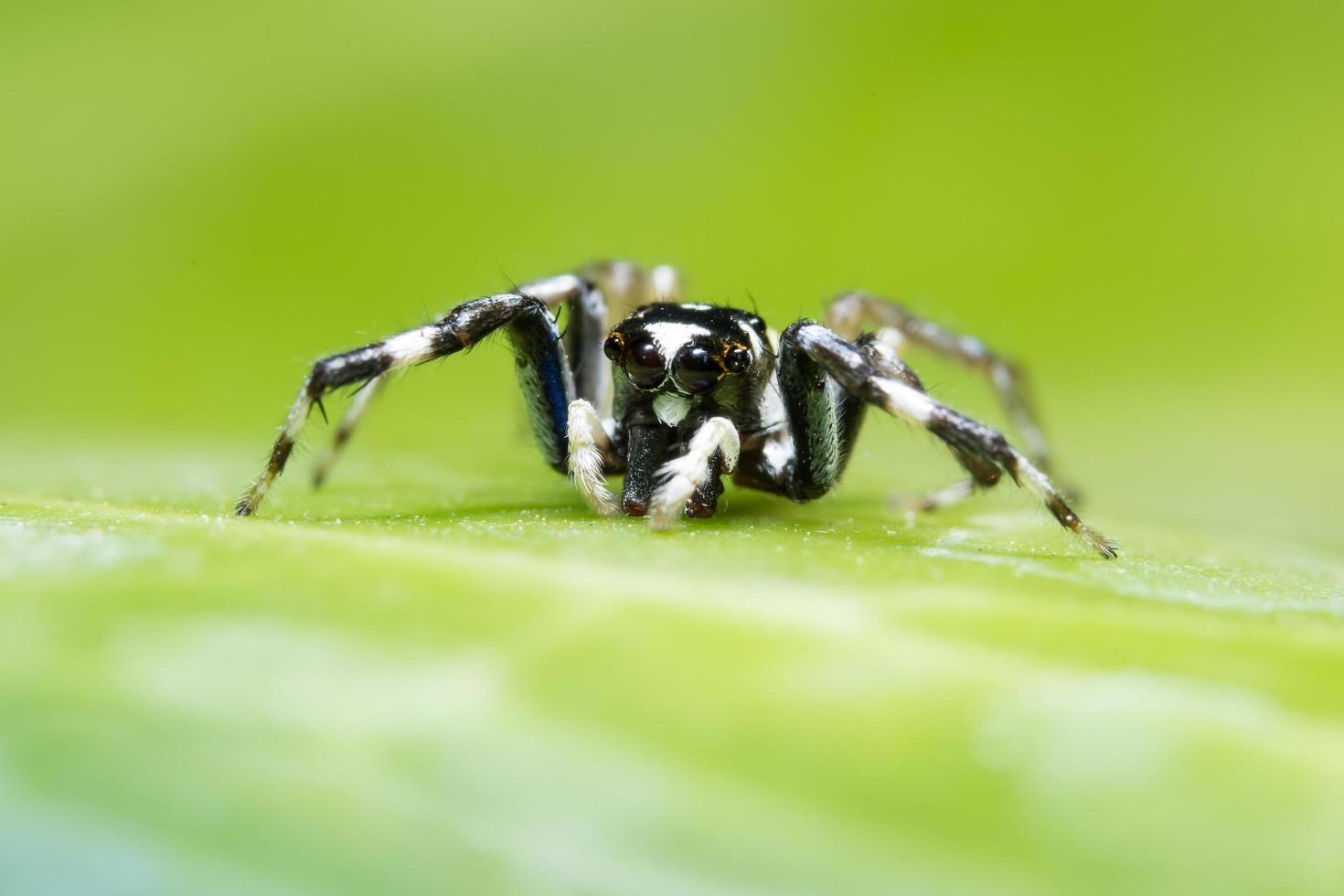 araignée sauteuse sur feuille verte photo
