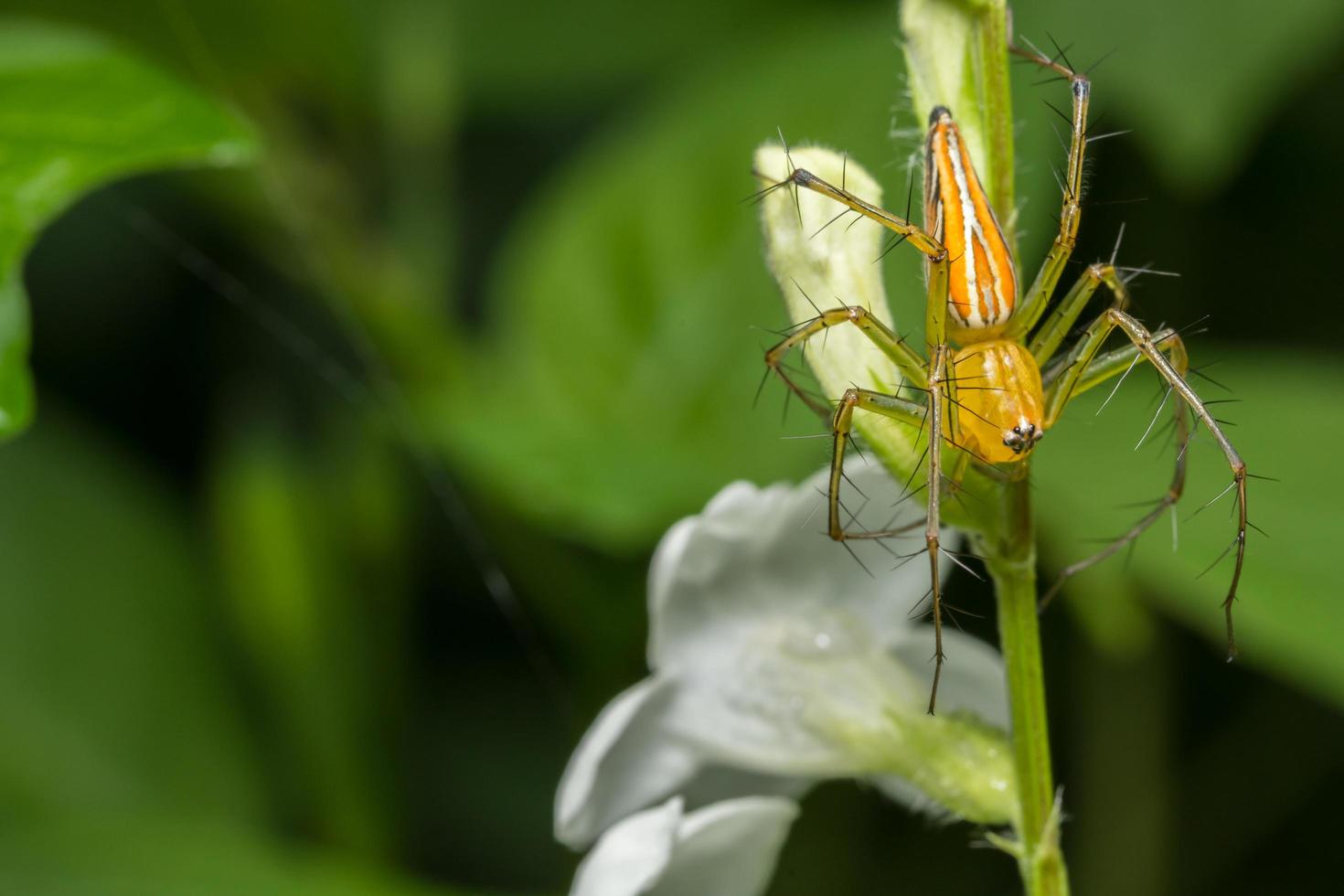 araignée jaune macro photo