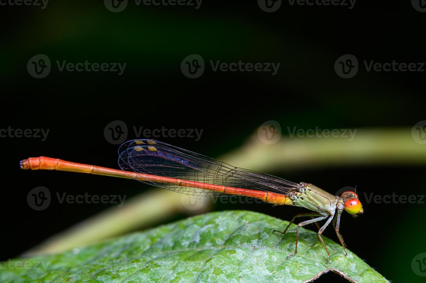 agriocnemis ou libellule sur feuilles photo