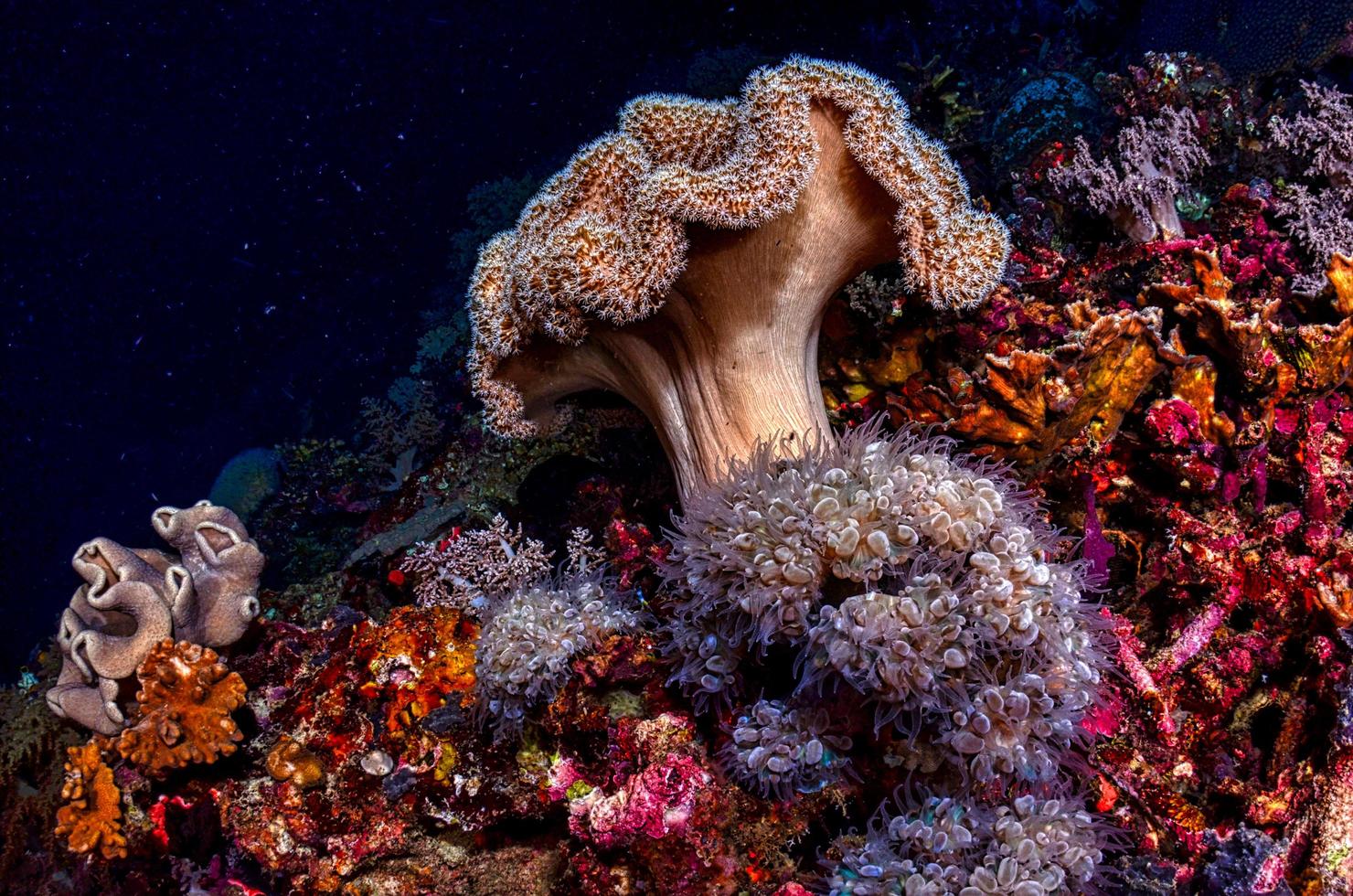 récif de corail brun sous l'eau photo