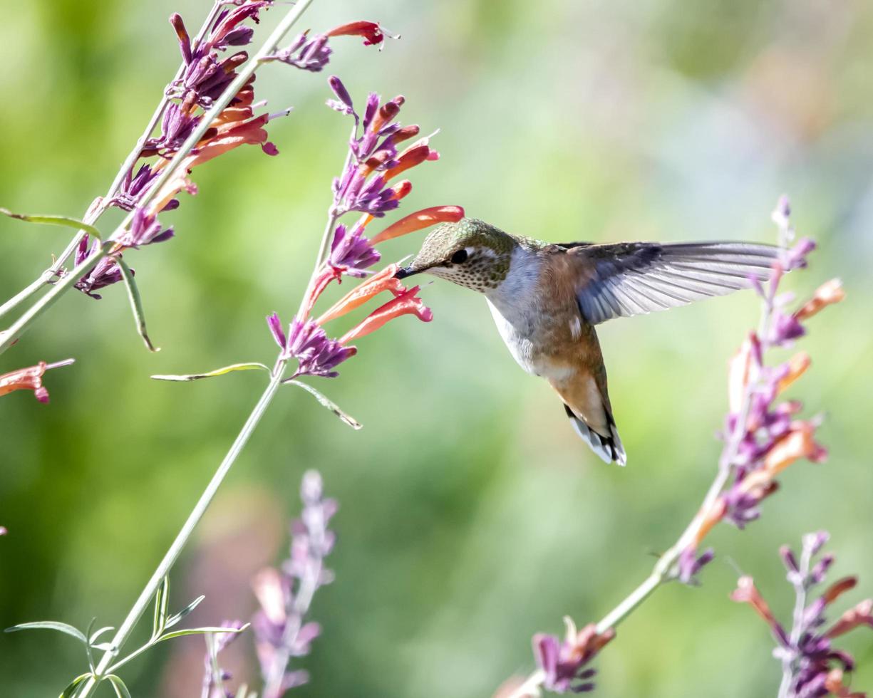 colibri avec des fleurs photo