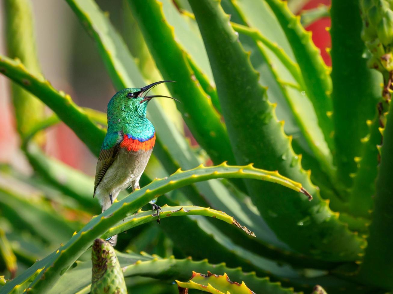 Souimanga à collier double du sud sur une plante d'aloe vera photo