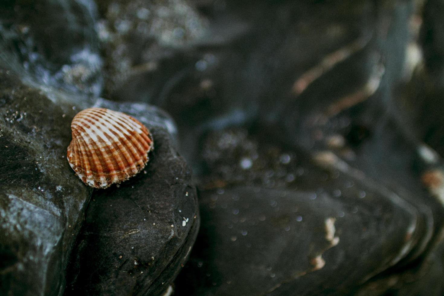 coquillage sur des rochers de sable noir photo