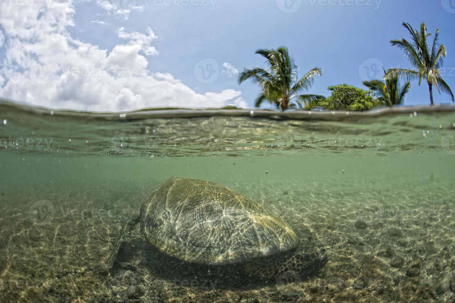 tortue verte sous l'eau se bouchent près du rivage photo