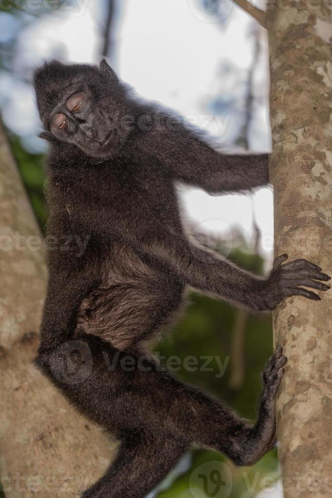 singe macaque noir à crête tout en vous regardant dans la forêt photo