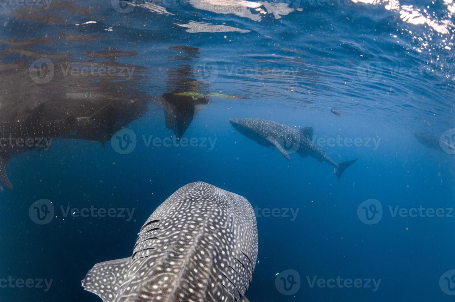 requin baleine venant à vous sous l'eau photo