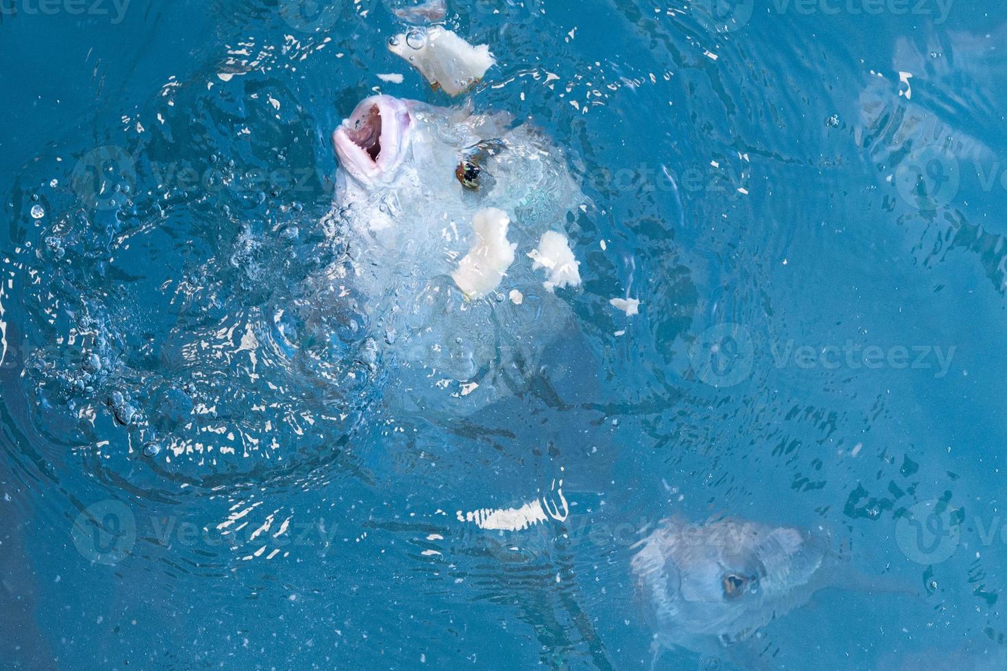 des vivaneaux rouges pêchent en mangeant photo