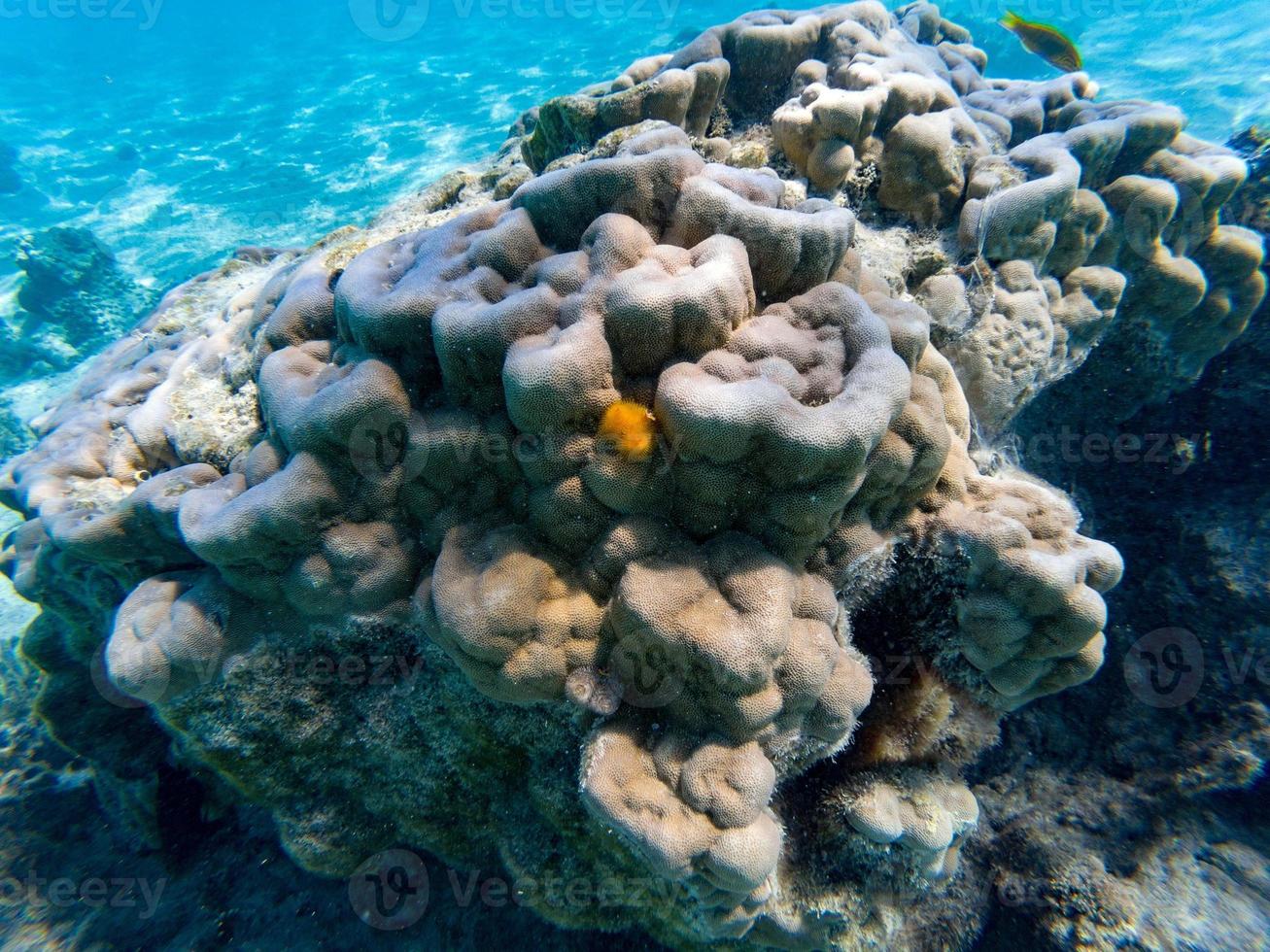 ver jaune d'arbre de Noël sur un corail dur photo