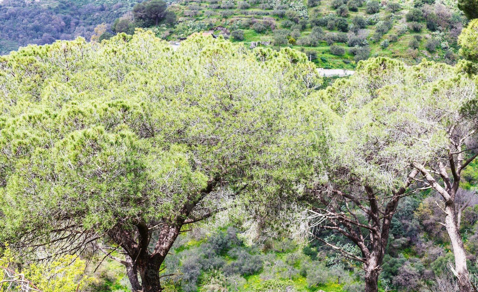 pins italiens en sicile photo