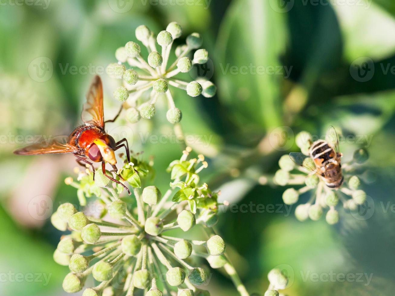 Flower fly volucella inanis sur les fleurs de lierre photo