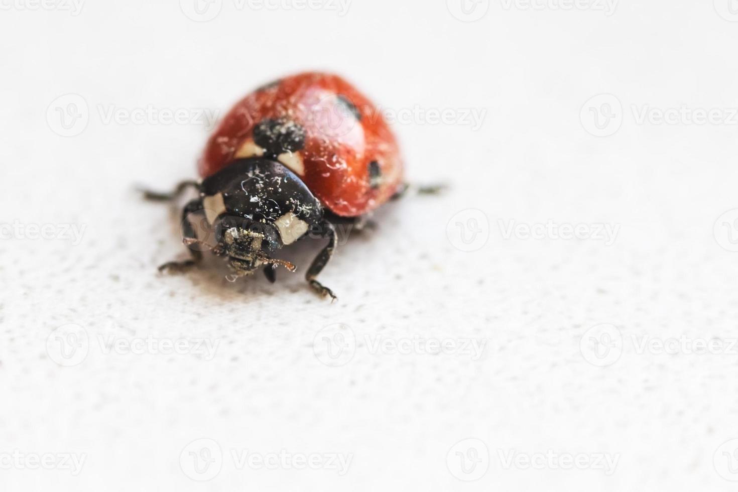 coccinelle après l'hibernation au printemps photo