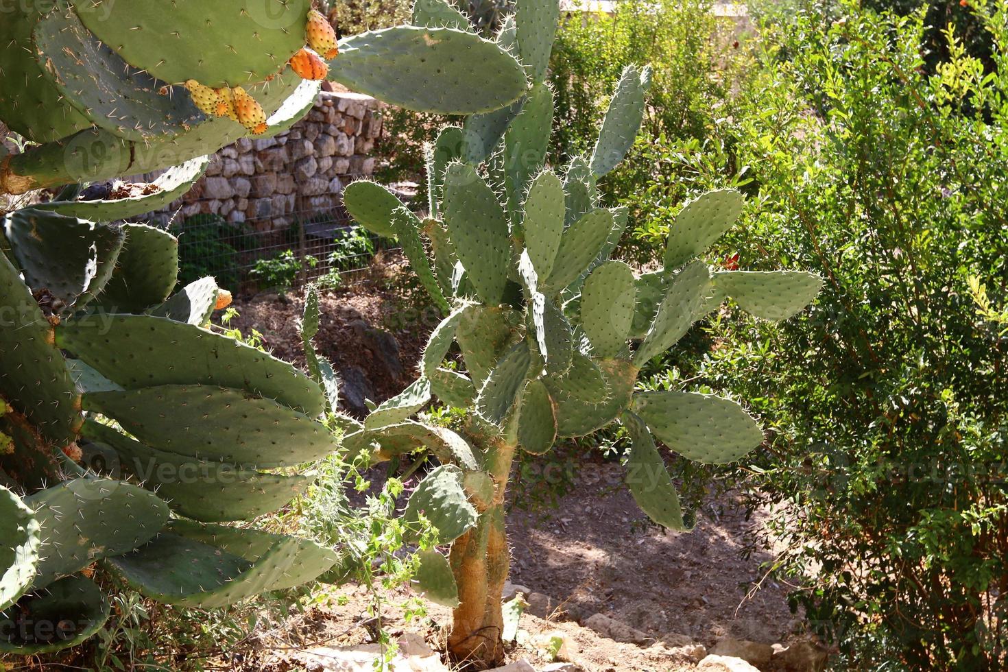 un grand cactus épineux pousse dans un parc de la ville. photo