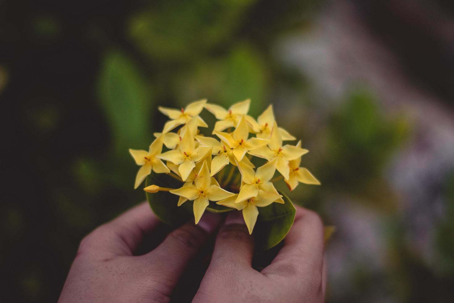 mains tenant des fleurs jaunes photo