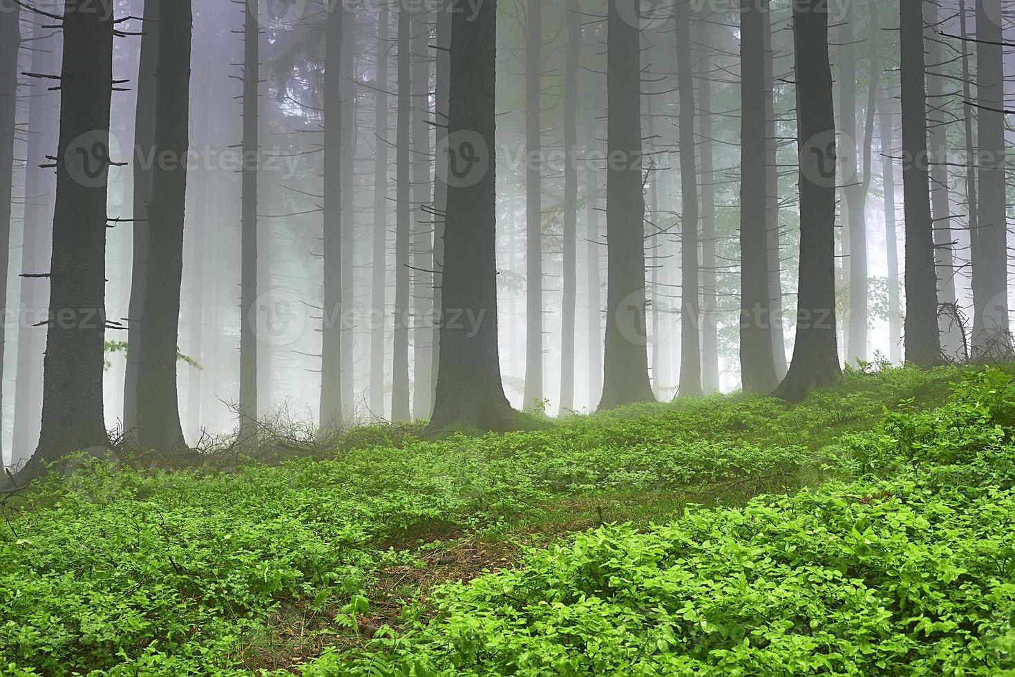 forêt d'épicéas et brouillard photo