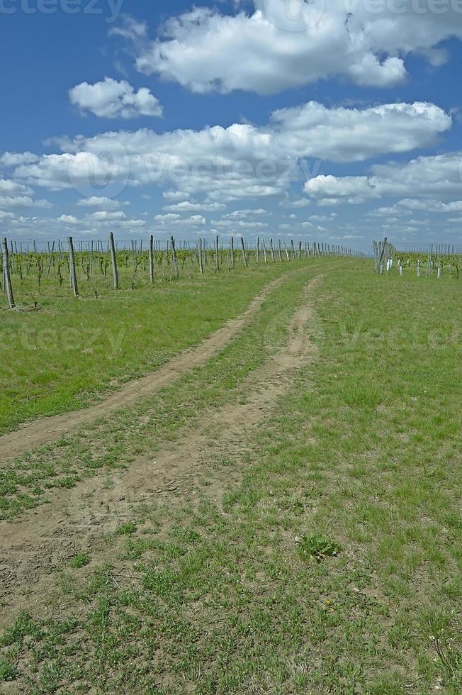 chemin sur la vigne photo