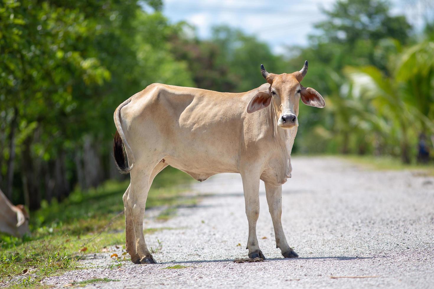 vache en Thaïlande rurale photo