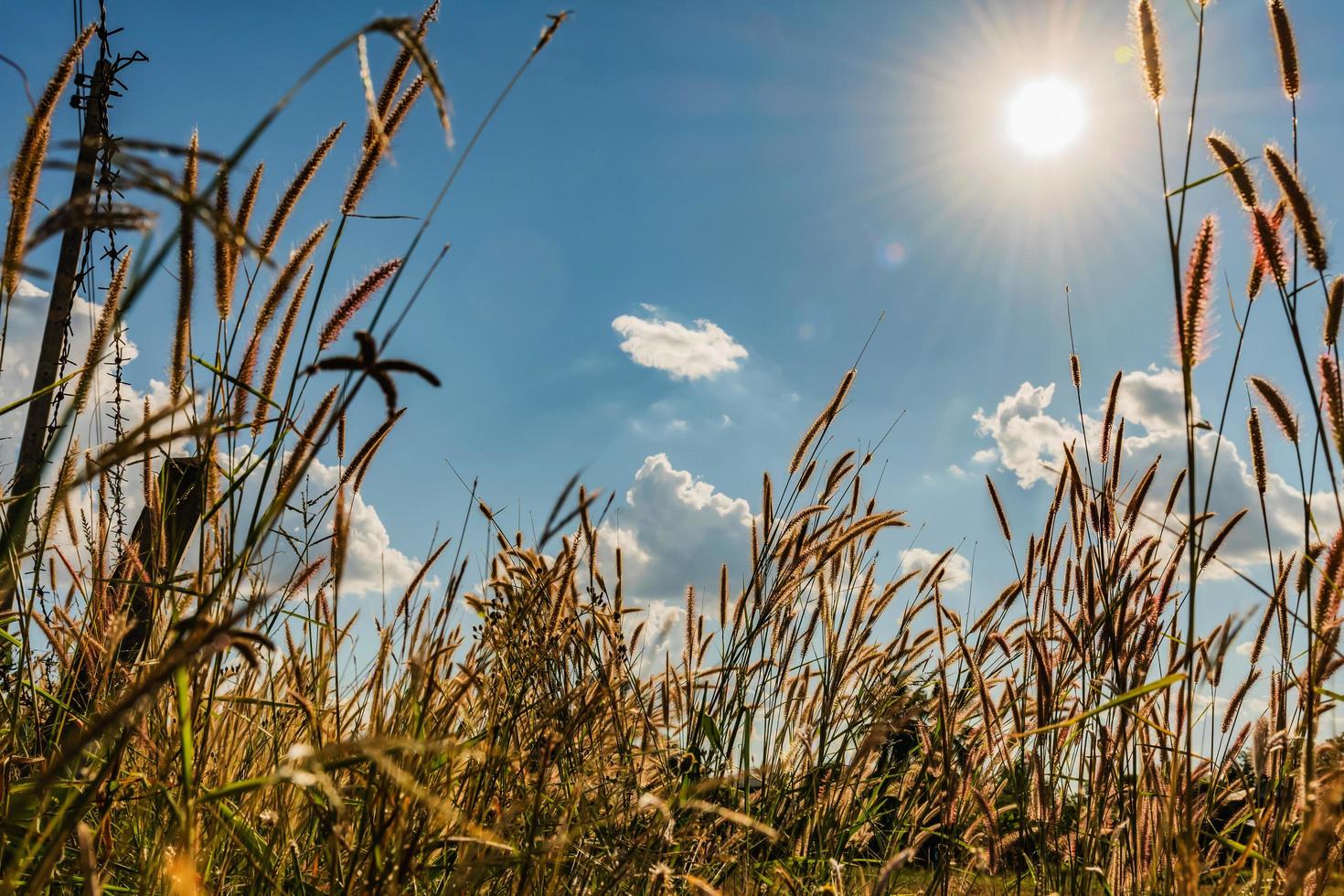 Soleil qui brille sur un champ d'herbe de blé photo