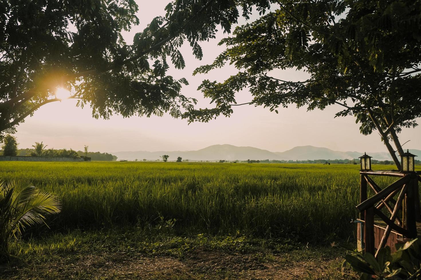 Coucher de soleil sur la rizière verte en campagne photo