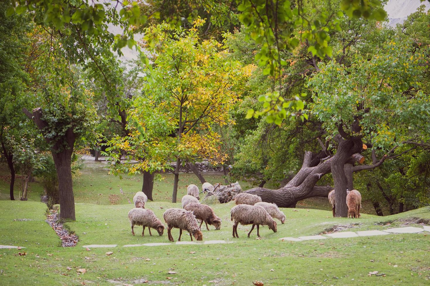 Troupeau de moutons paissant sur une pelouse verte luxuriante photo