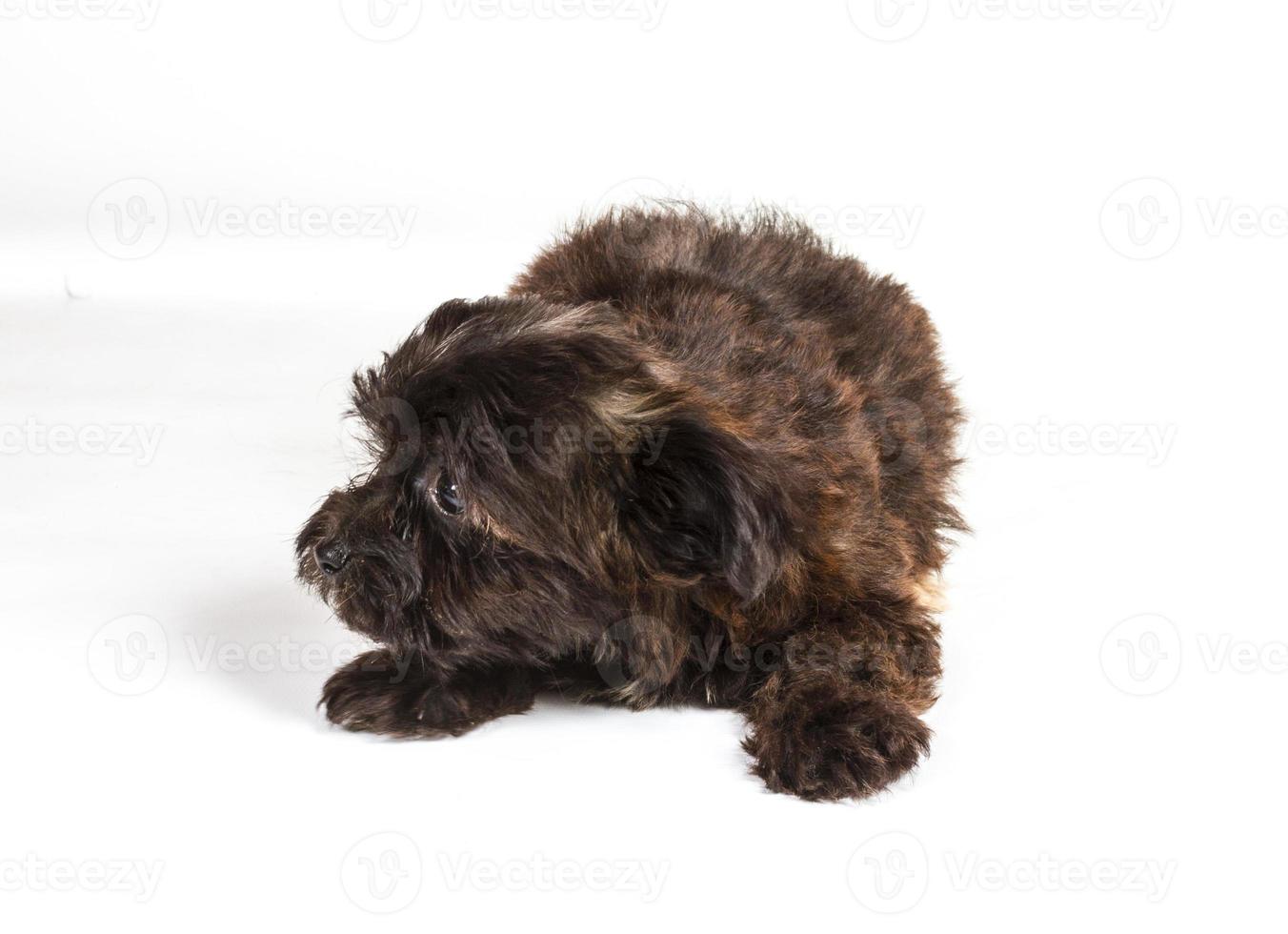 chiot yorkshire terrier sur fond blanc photo