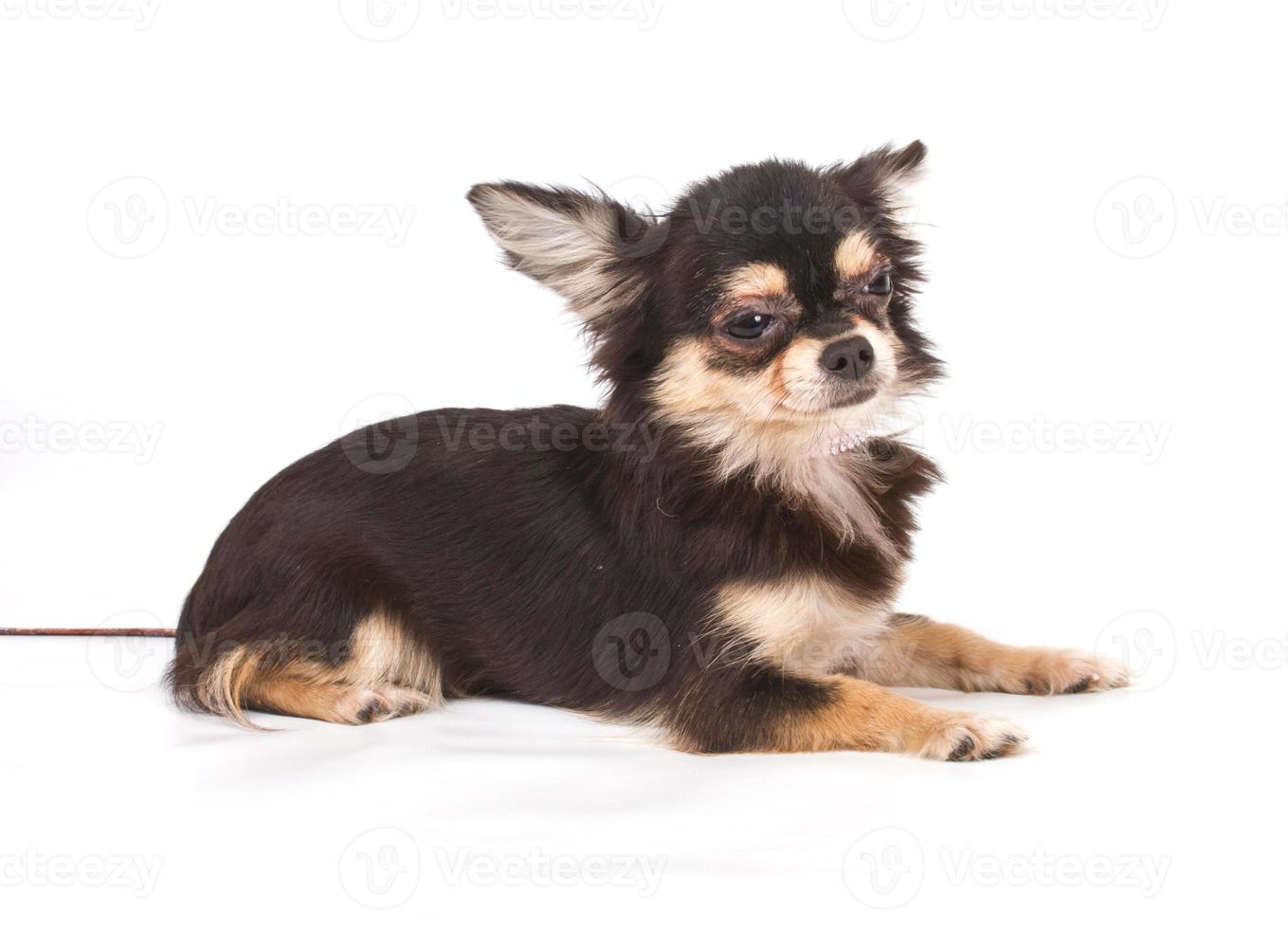 Funny chiot chihuahua pose sur un fond blanc photo