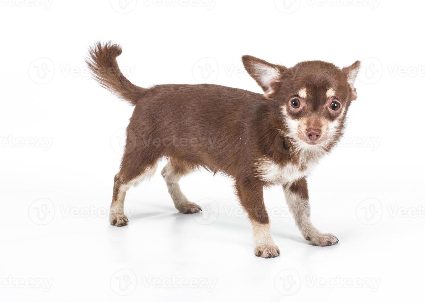 Funny chiot chihuahua pose sur un fond blanc photo