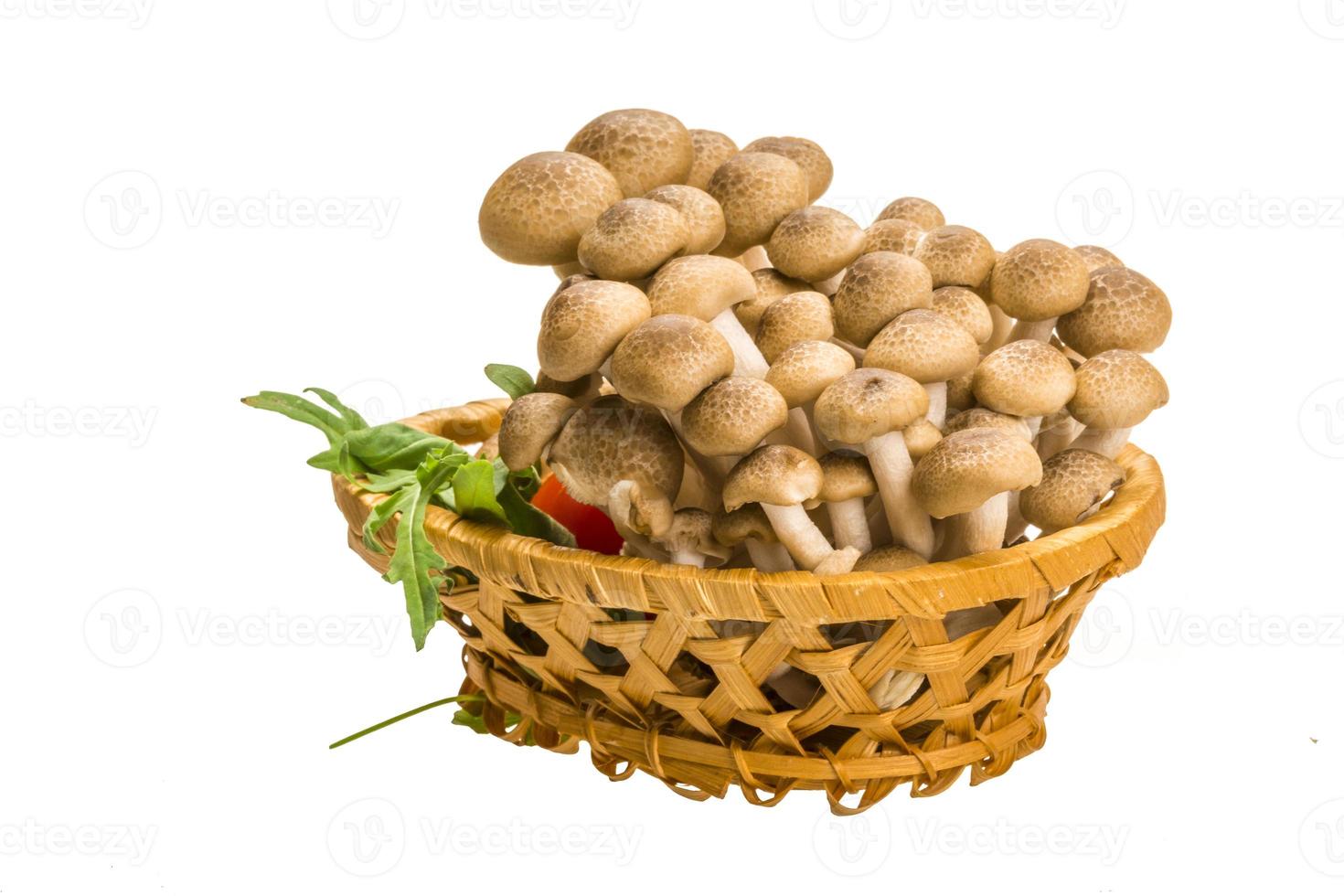 champignon japonais shimeji photo