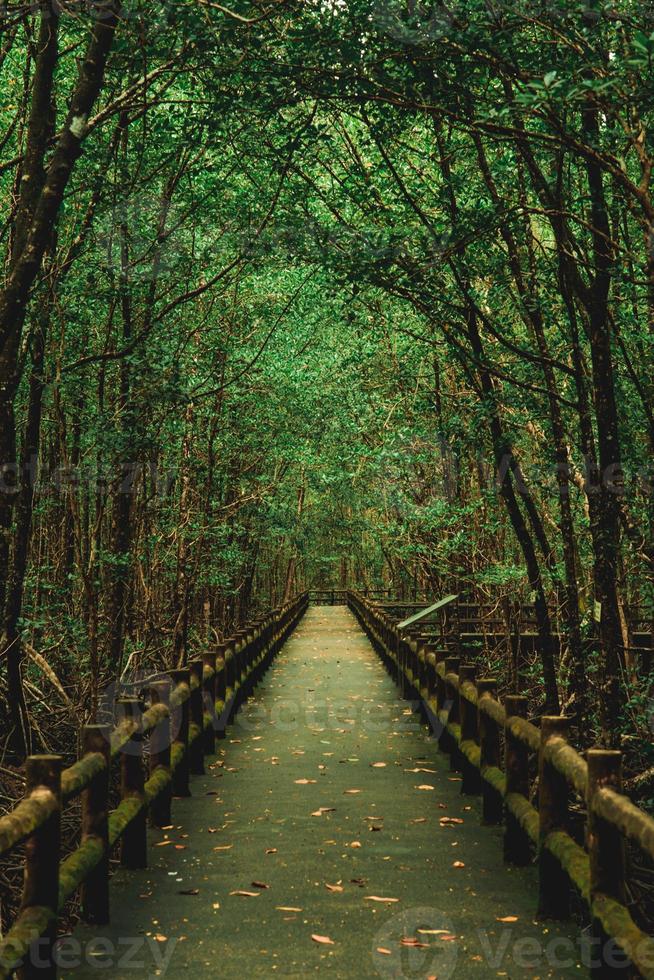 forêts de mangrove autour de la passerelle photo