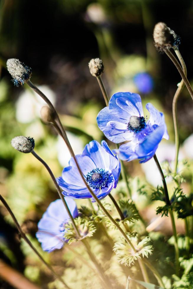 fleurs bleues dans le jardin photo