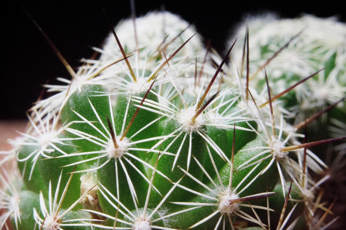 cactus bouchent photo