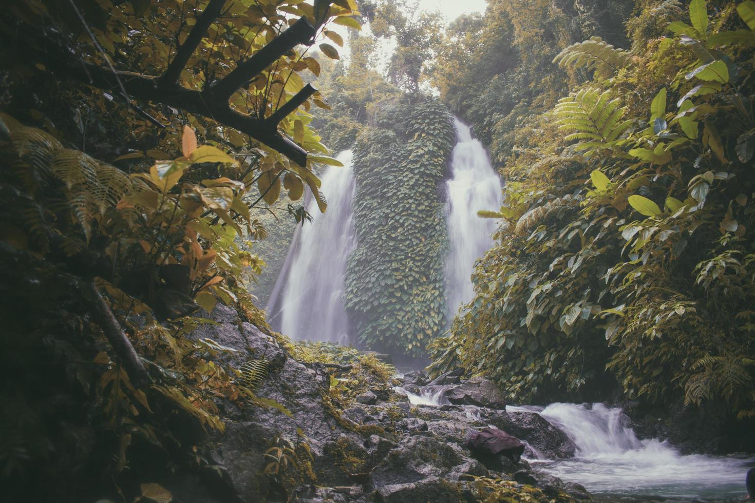 cascade entourée d'arbres verts photo