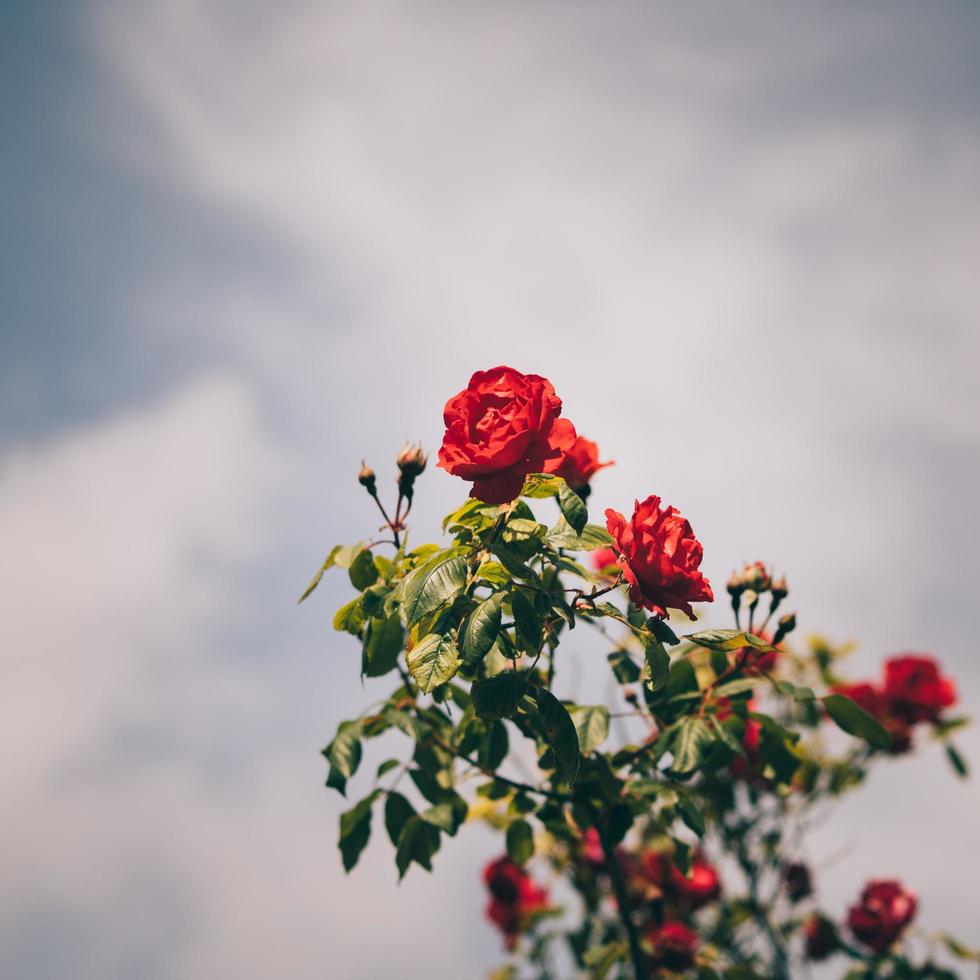 rose rouge en fleur photo