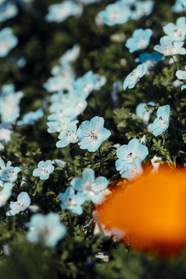 gros plan de fleurs blanches et bleues photo