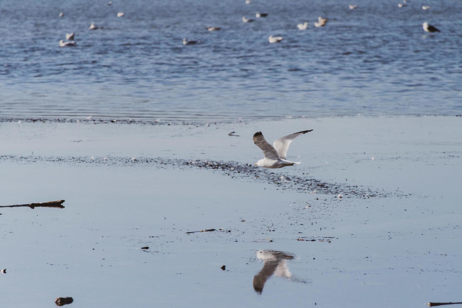 oiseau blanc et brun volant sur une plage photo