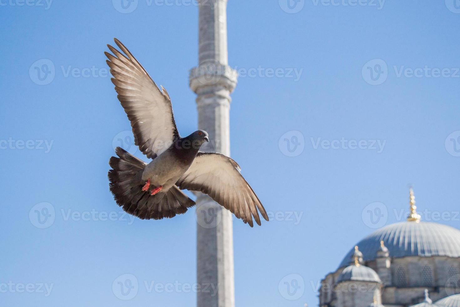 pigeon volant dans les airs photo