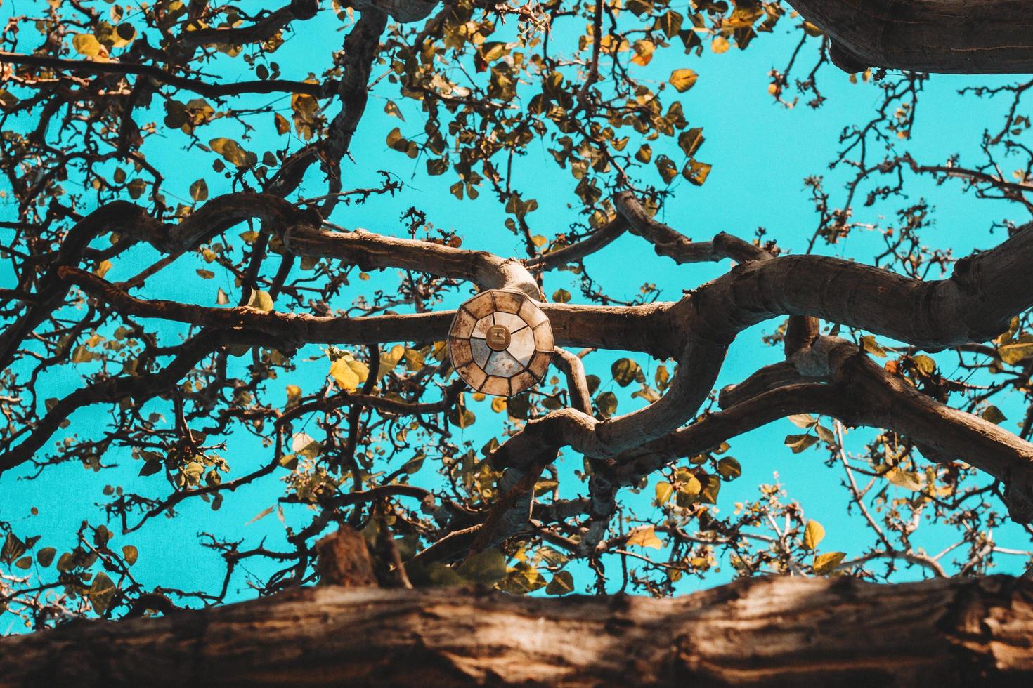 lanterne sur branches avec ciel bleu clair photo