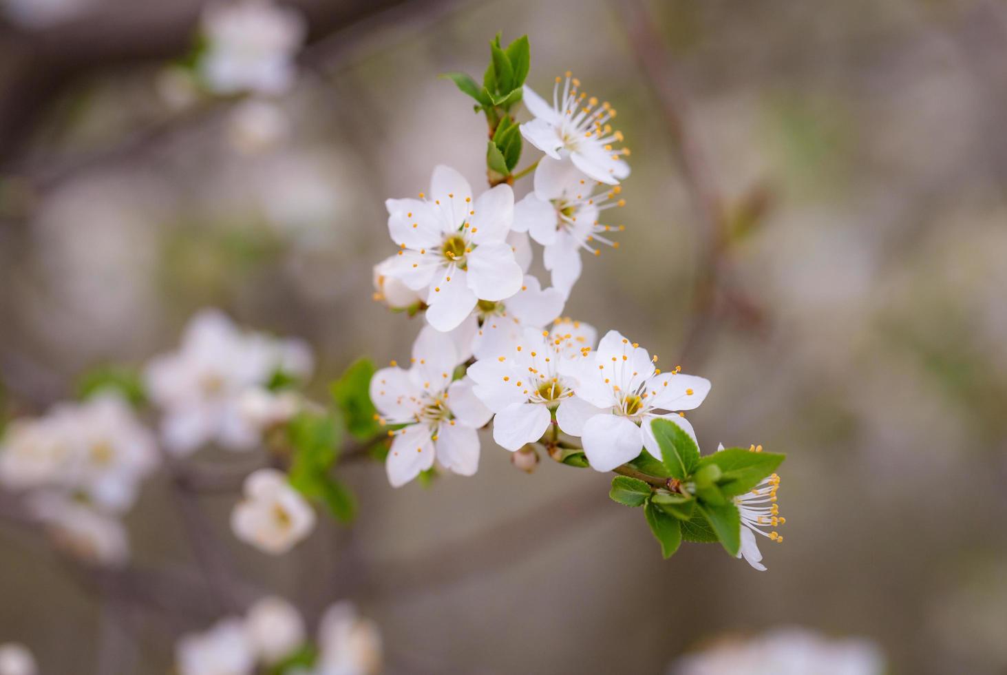 fleurs blanches pendant la journée photo