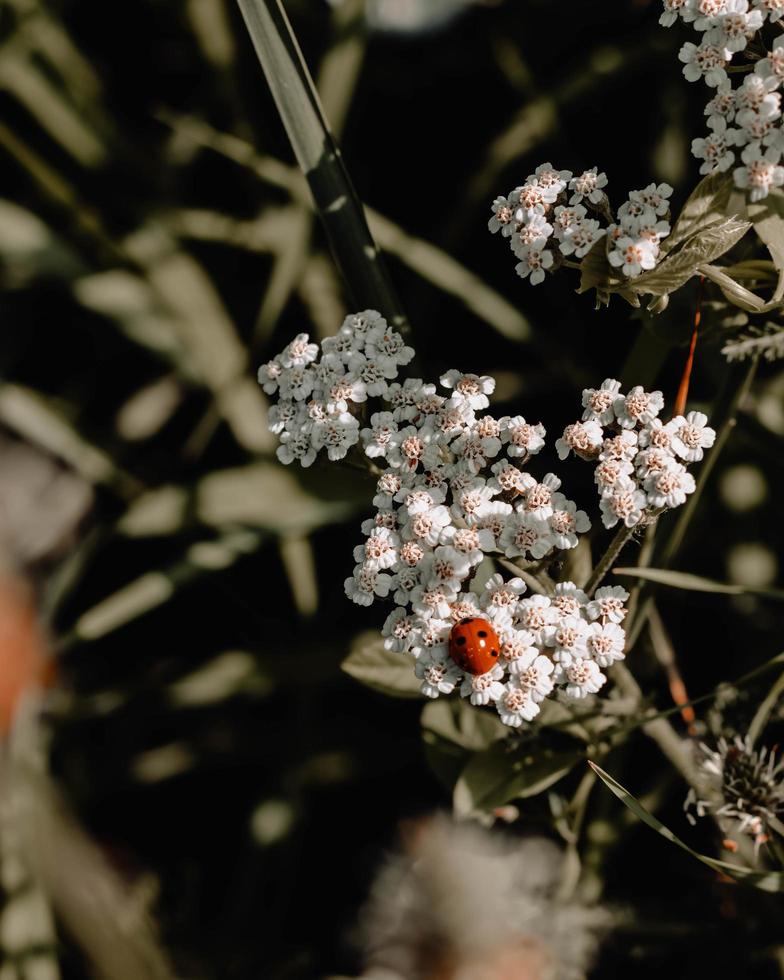 coccinelle sur fleurs à pétales blancs photo