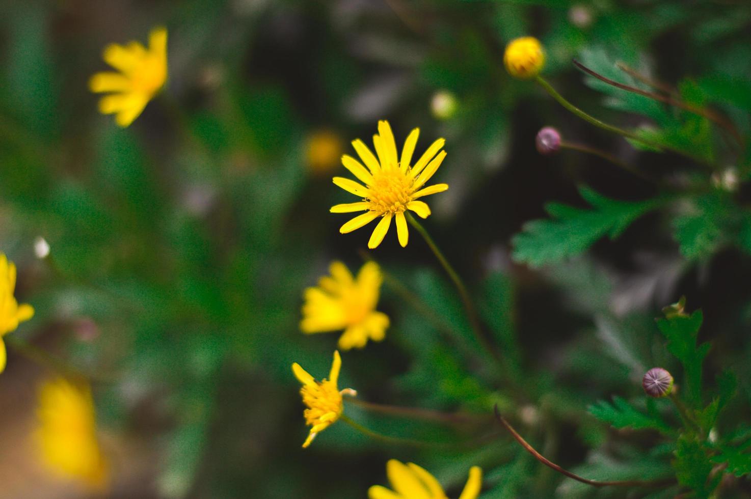 fleurs de marguerite jaune photo