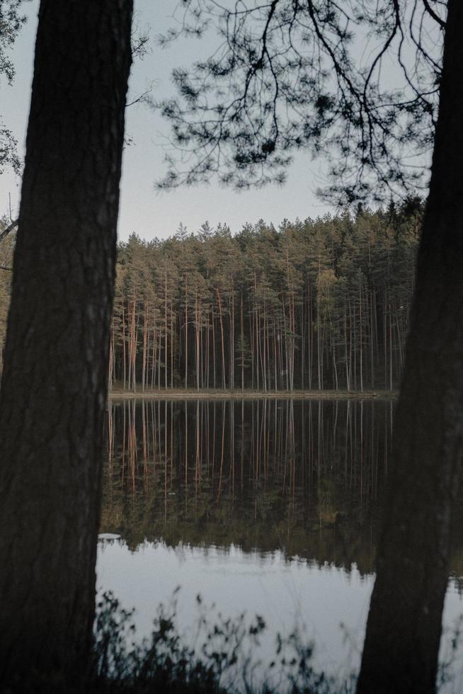 arbres verts à côté d'un plan d'eau photo