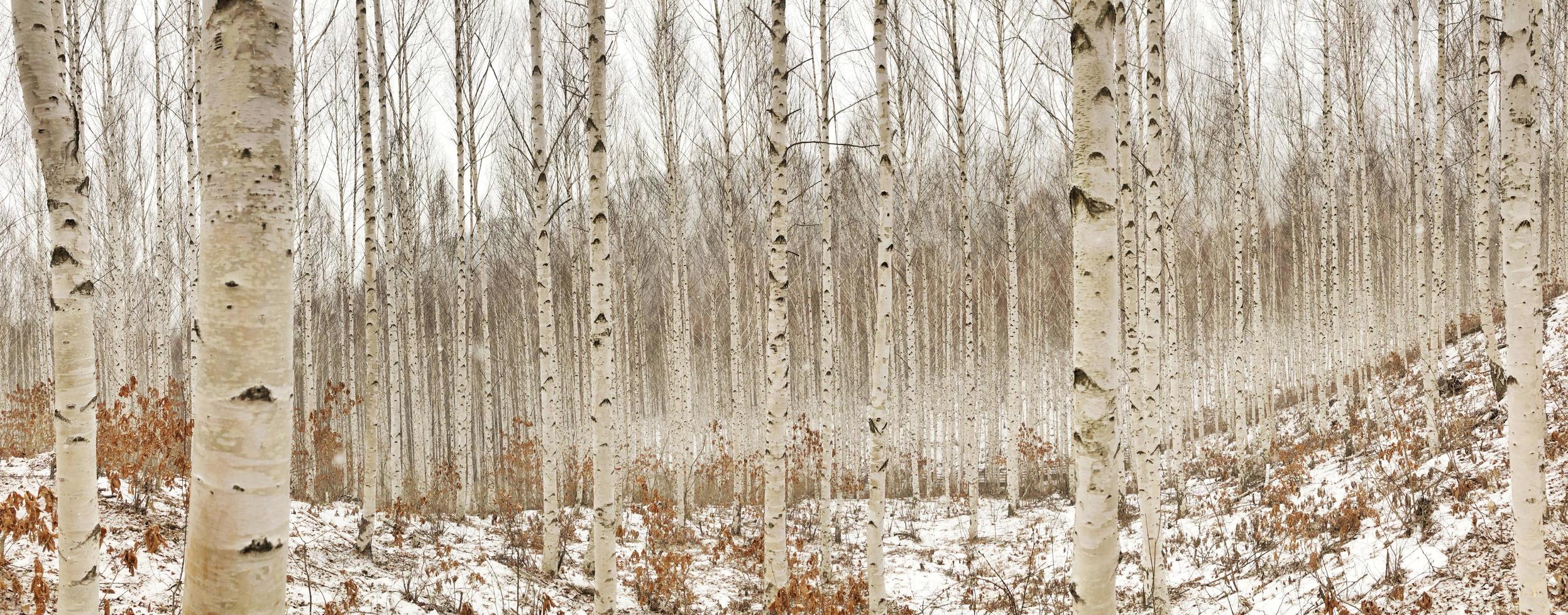 bouleaux en hiver photo