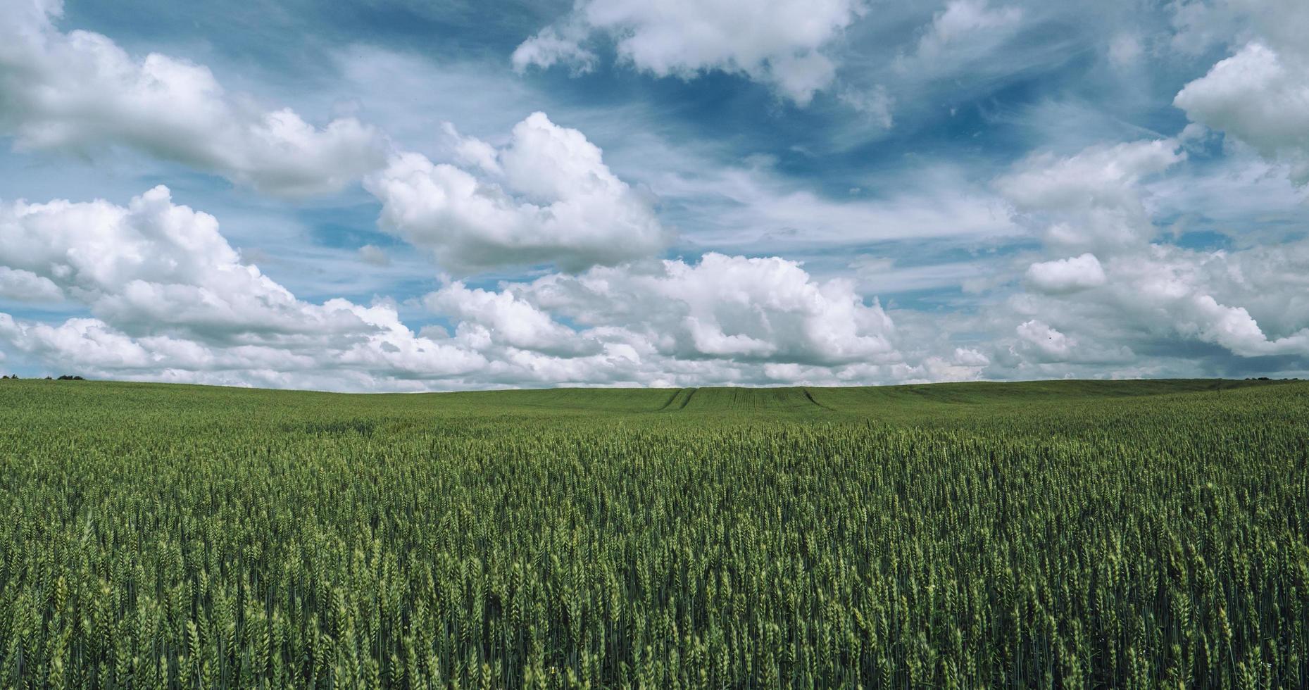 Champ d'herbe verte sous un ciel bleu avec des nuages photo