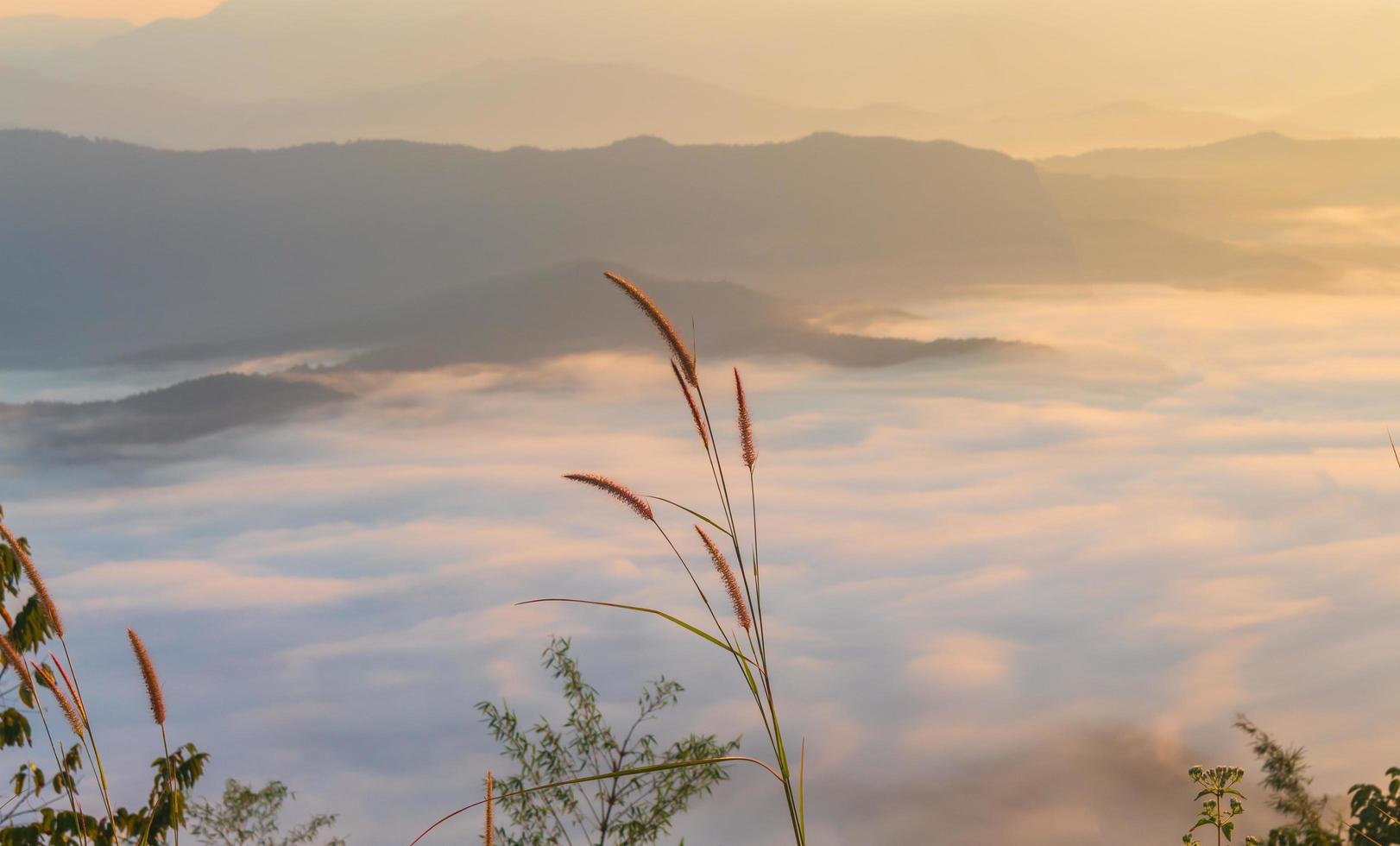 paysage herbe et brume matinale photo