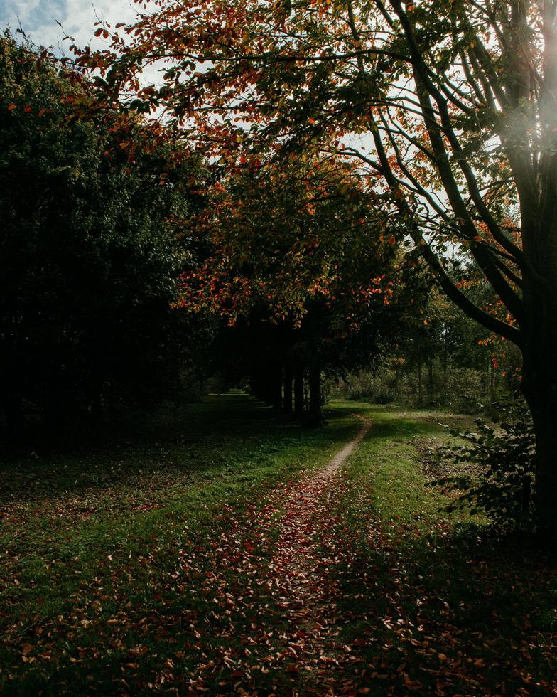 feuilles tombées sur le sentier à côté de l'arbre photo