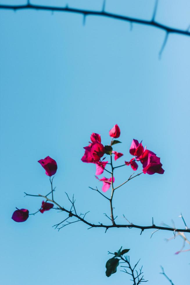 fleurs pétales roses sur une branche d'arbre photo