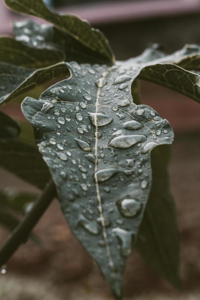 gouttes d'eau sur une feuille verte photo