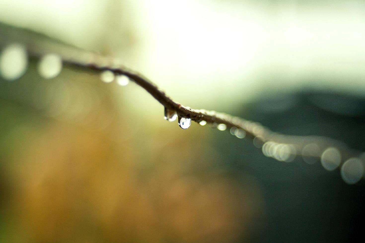 gouttes d'eau sur une branche photo